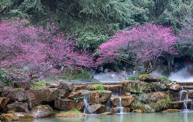 浙江金華：梅花綻放風景宜人